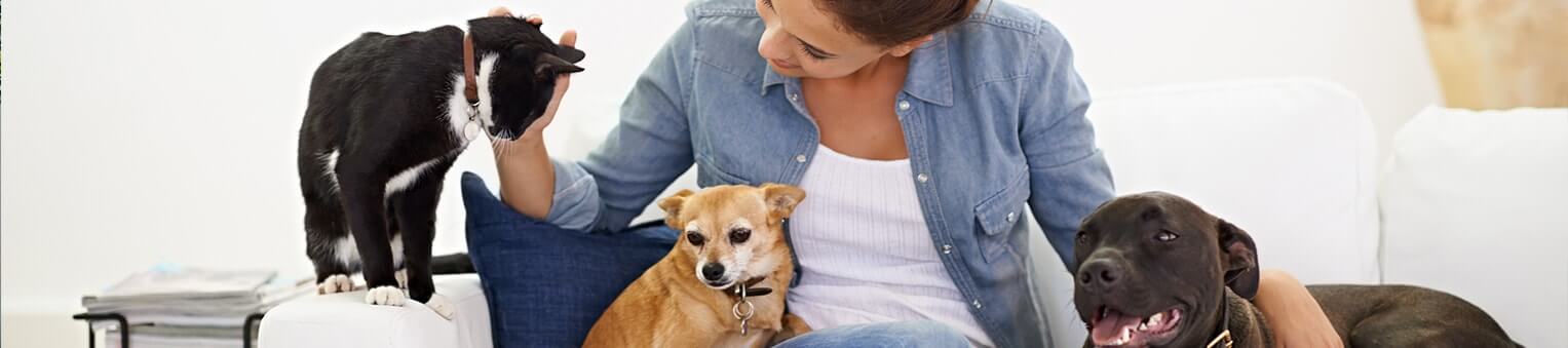 Pourquoi assurer mon chat, mon chien ?