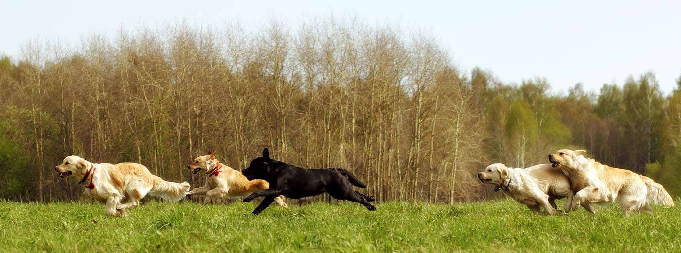 Quelles sont les différentes catégories de chiens ? Assurance animaux Solly azar