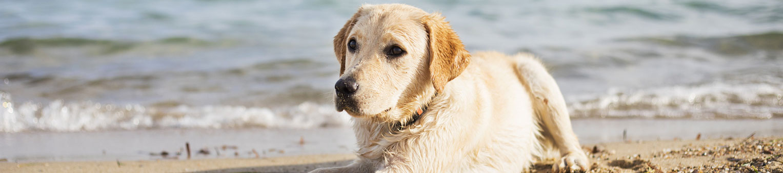 Pourquoi souscrire une assurance santé pour chien ?