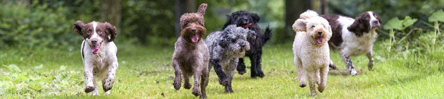 Les catégories de chien - Solly Azar