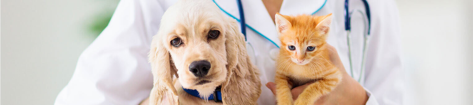 Assurance Animaux - Solly Azar