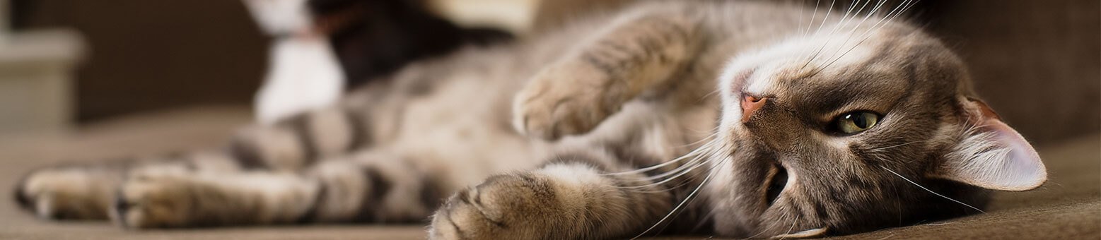 Assurance Animaux - Solly Azar