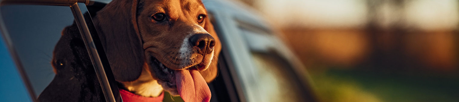 Assurance Animaux - Solly Azar