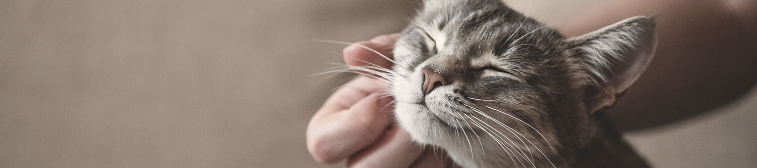 Assurance Chat - Solly Azar