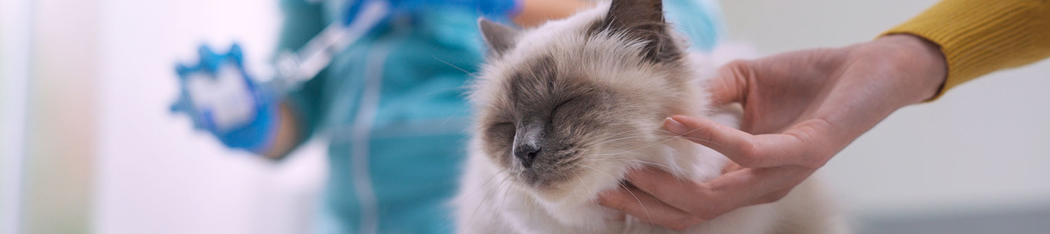 Vaccins Du Chat Obligation Calendrier Prix Tout Ce Qu Il Faut Savoir Solly Azar Assurances