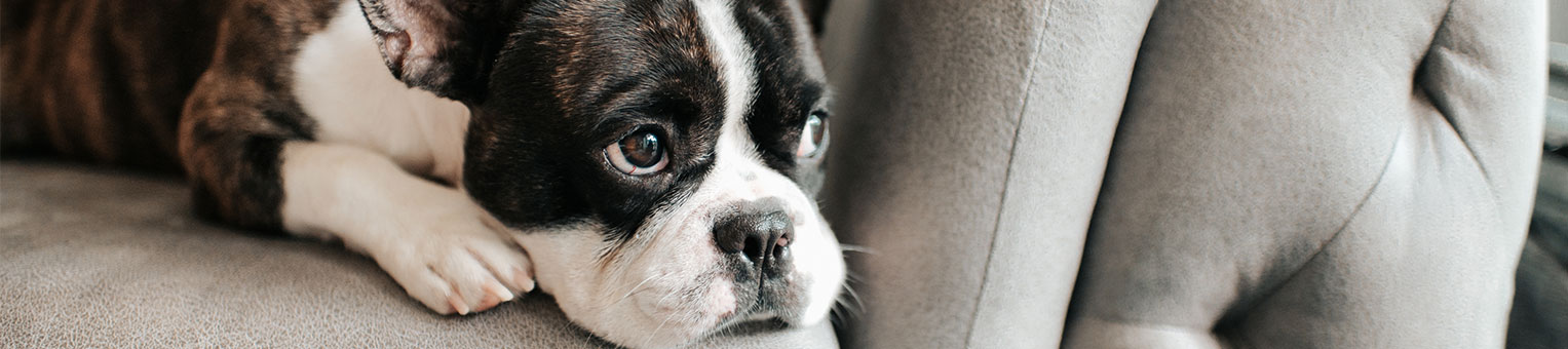 Assurance chien - Solly Azar