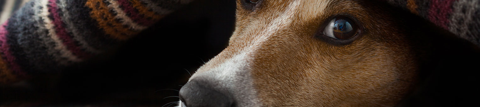 Assurance Chien - Solly Azar