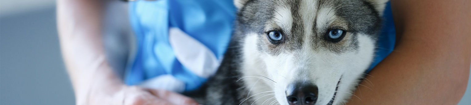 Assurance chien - Solly Azar