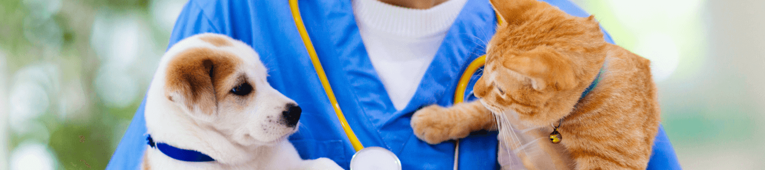 Comment fonctionne le delai de carence pour un assurance animaux - Solly Azar 