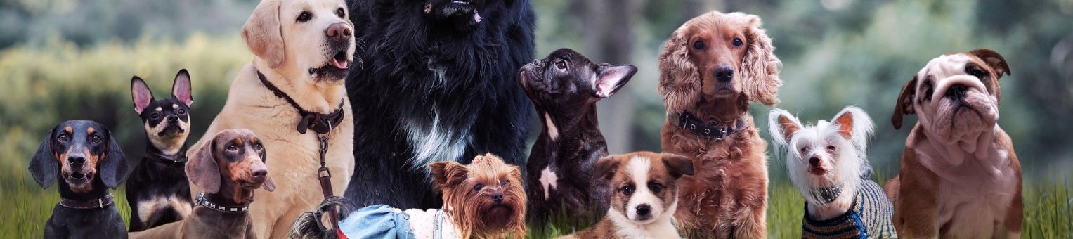 quelle-est-la-meilleure-assurance-chien