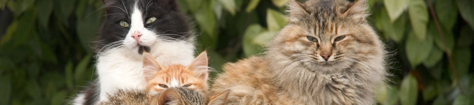 quelle-est-la-meilleure-assurance-chat