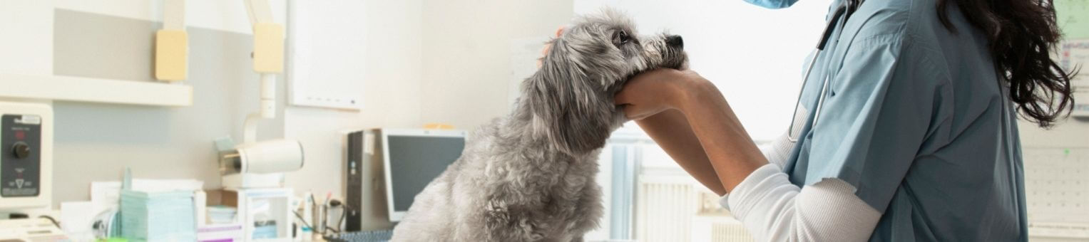 que couvre une assurance chien 