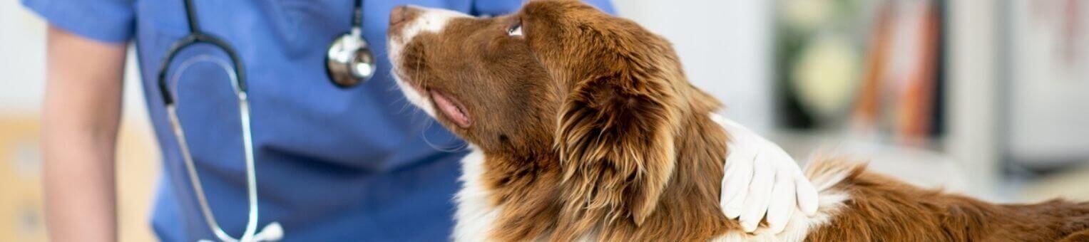 Votre mutuelle chien au meilleur prix 