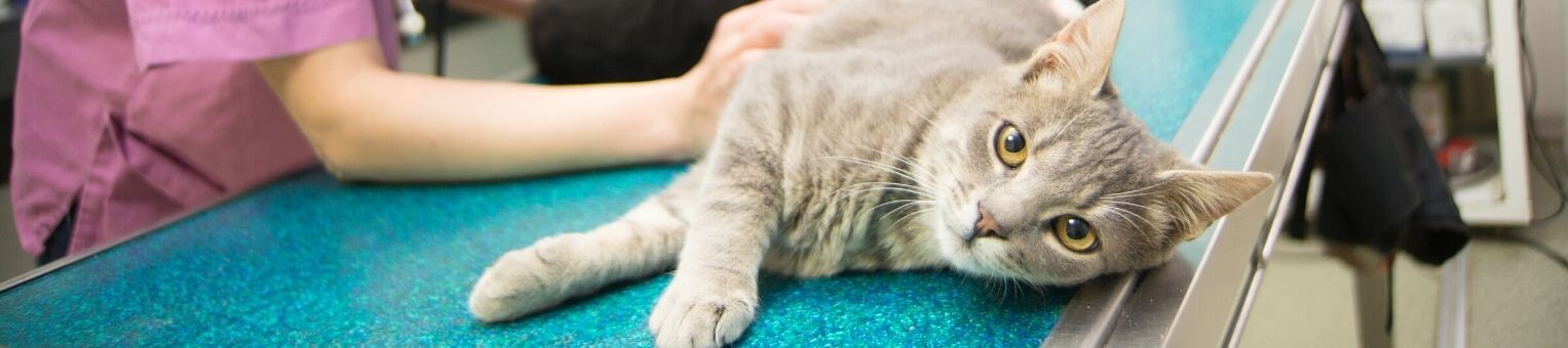 Assurance chat : la protection au meilleur prix 