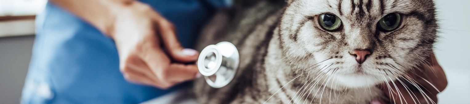 consultation veterinaire chat 