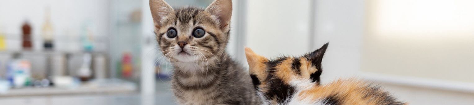 premiere visite veterinaire chaton tarifs et informations