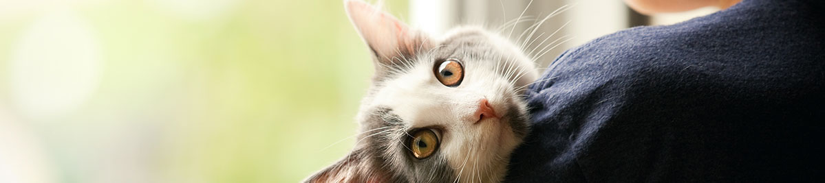 Assurance Animaux - Solly Azar