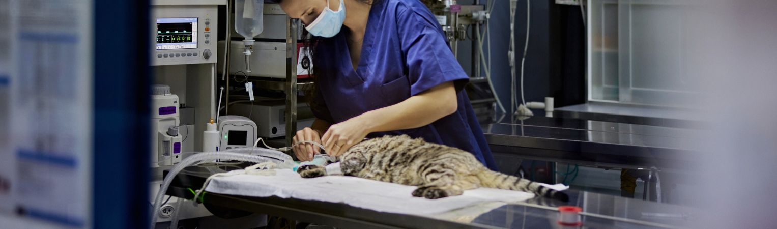 Tarif de l’hospitalisation chez le chat