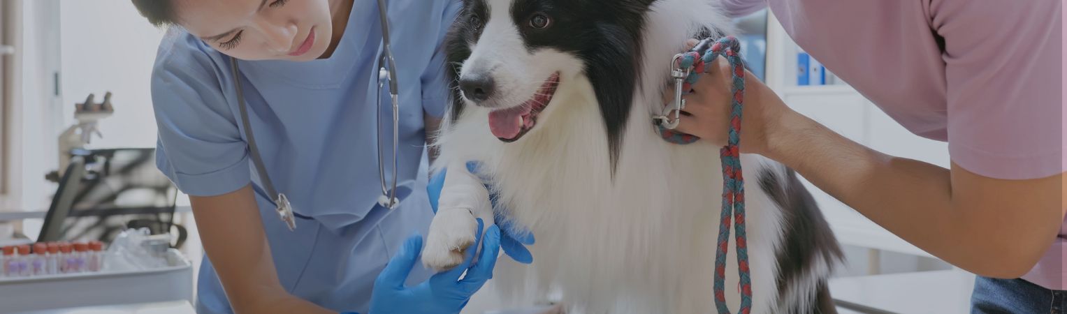 Le prix de l’intervention vétérinaire d’une patte cassée chez le chien