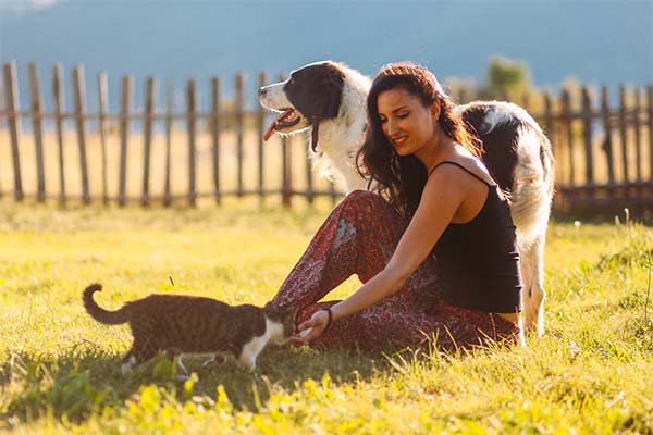 Assurance pour plusieurs Animaux