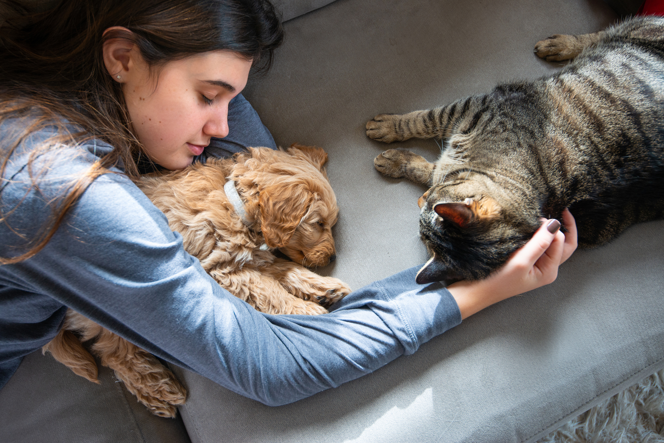Assurance pour plusieurs animaux  