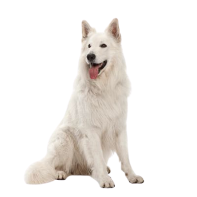 Pour un Berger Blanc Suisse de 3 ans