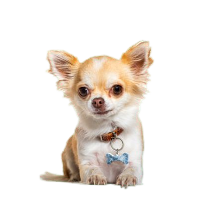 Chihuahua 