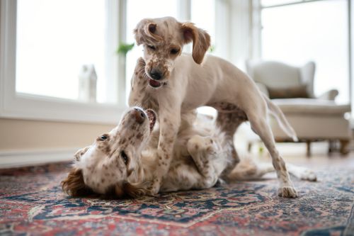 Assurance pour plusieurs Animaux  