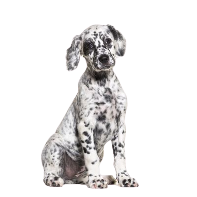 Pour un Setter Anglais de 3 ans