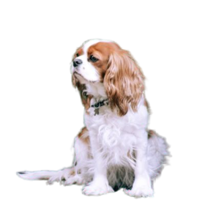 Pour un Cavalier King Charles de 3 ans