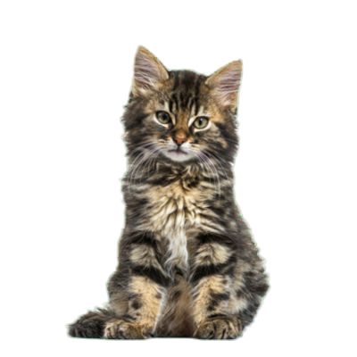 chaton maincoon
