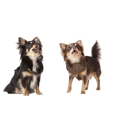 Pour 2 Chihuahuas de 3 mois