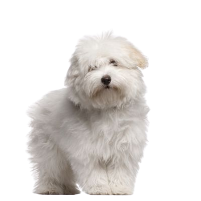 Pour un Coton de Tuléar de 3 ans