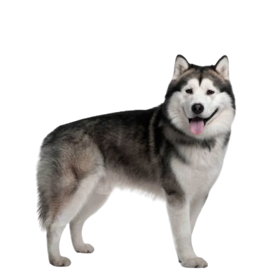 Assurance Malamute de l'Alaska