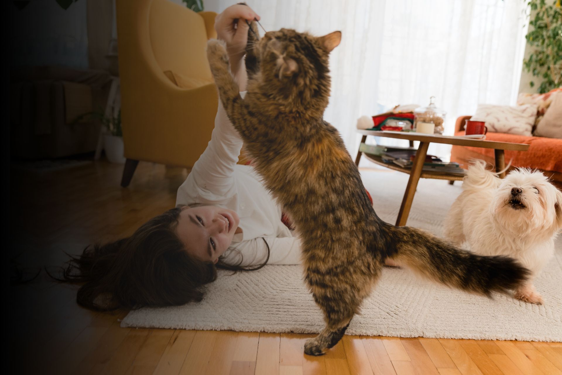Déterminer le nom de son animal : Pourquoi il y a-t-il une lettre par année ?