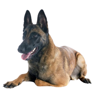 Pour un Malinois de 3 ans