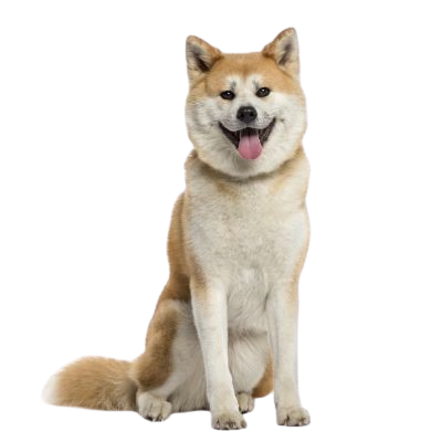 Assurance Akita Inu