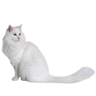 Assurance Angora Turc