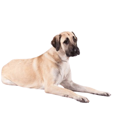 Assurance Berger d’Anatolie