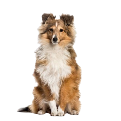 Assurance Berger des Shetland 