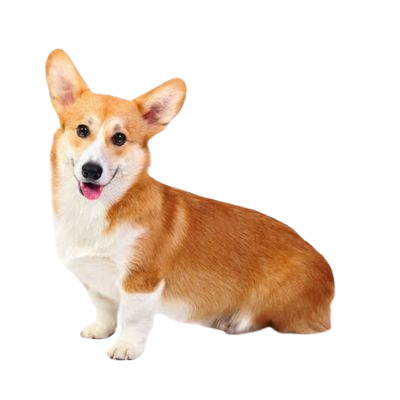 Assurance Welsh Corgi