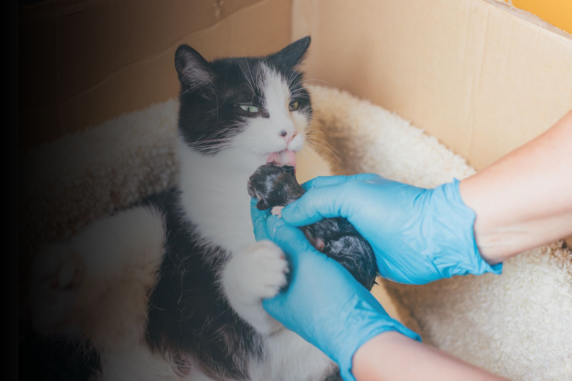 Les bons gestes durant la gestation de votre chatte ? 