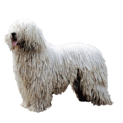 Assurance Komondor 