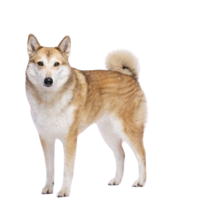 Assurance Laïka de Sibérie