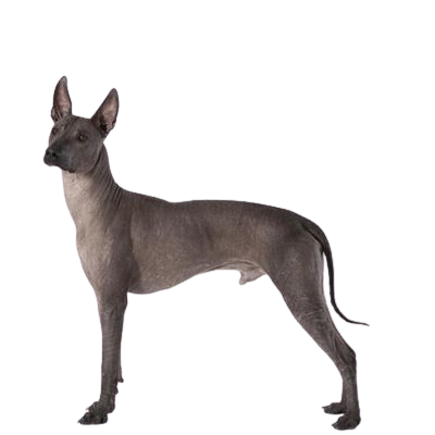 Assurance Chien nu du Mexique