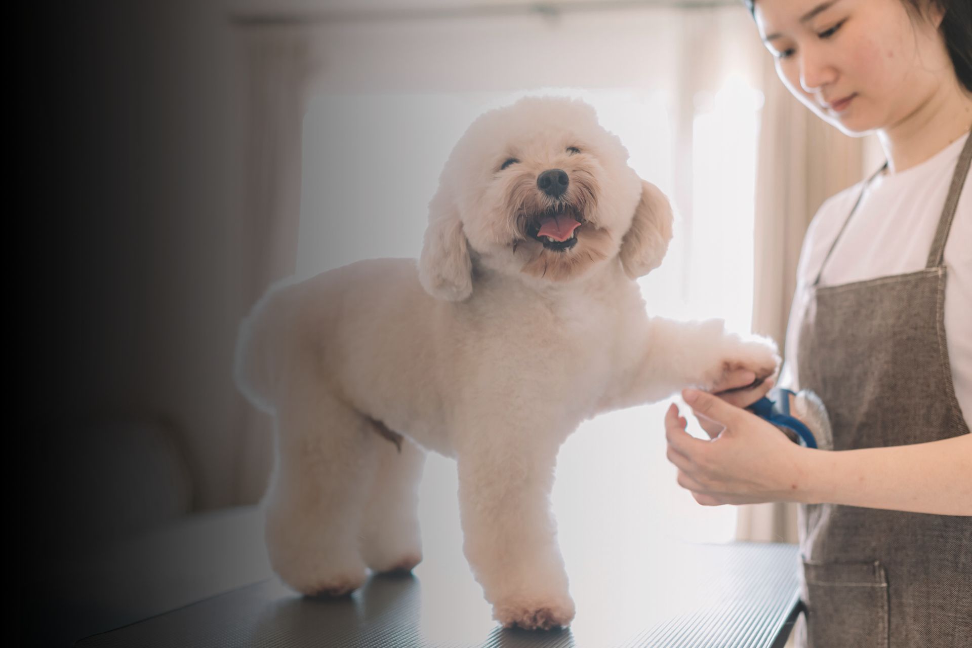 Toilettage chien : les bons gestes 