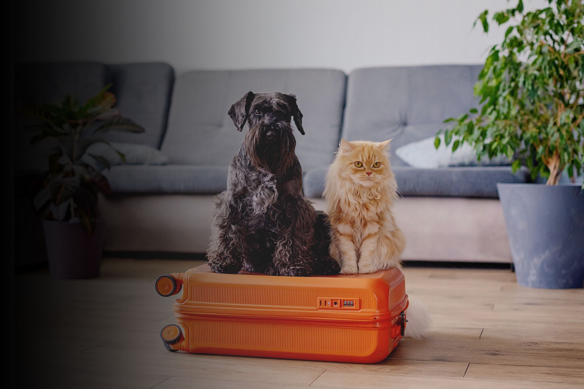 Vacances : peut-on partir en vacances avec nos animaux ? 