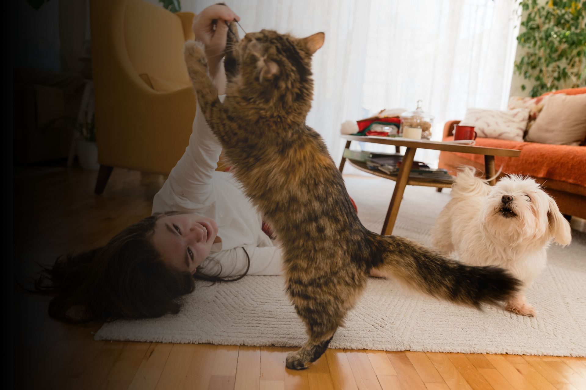 Partenaire exclusif Solly Azar : Vetocanis, produits d’hygiènes pour vos compagnons à 4 pattes