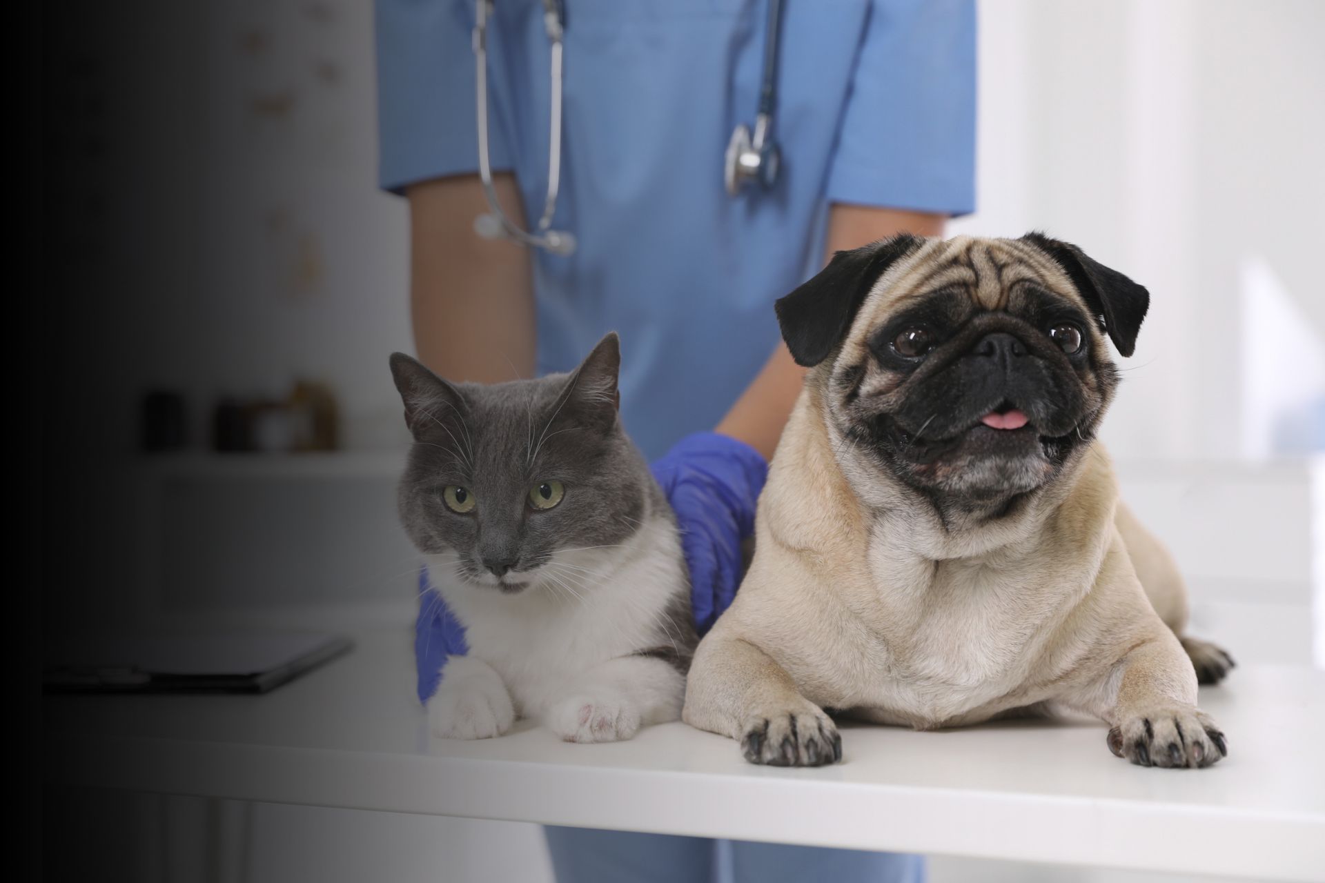 Âge de nos animaux : comment calculer l'âge de mon chien ou de mon chat en humain ?