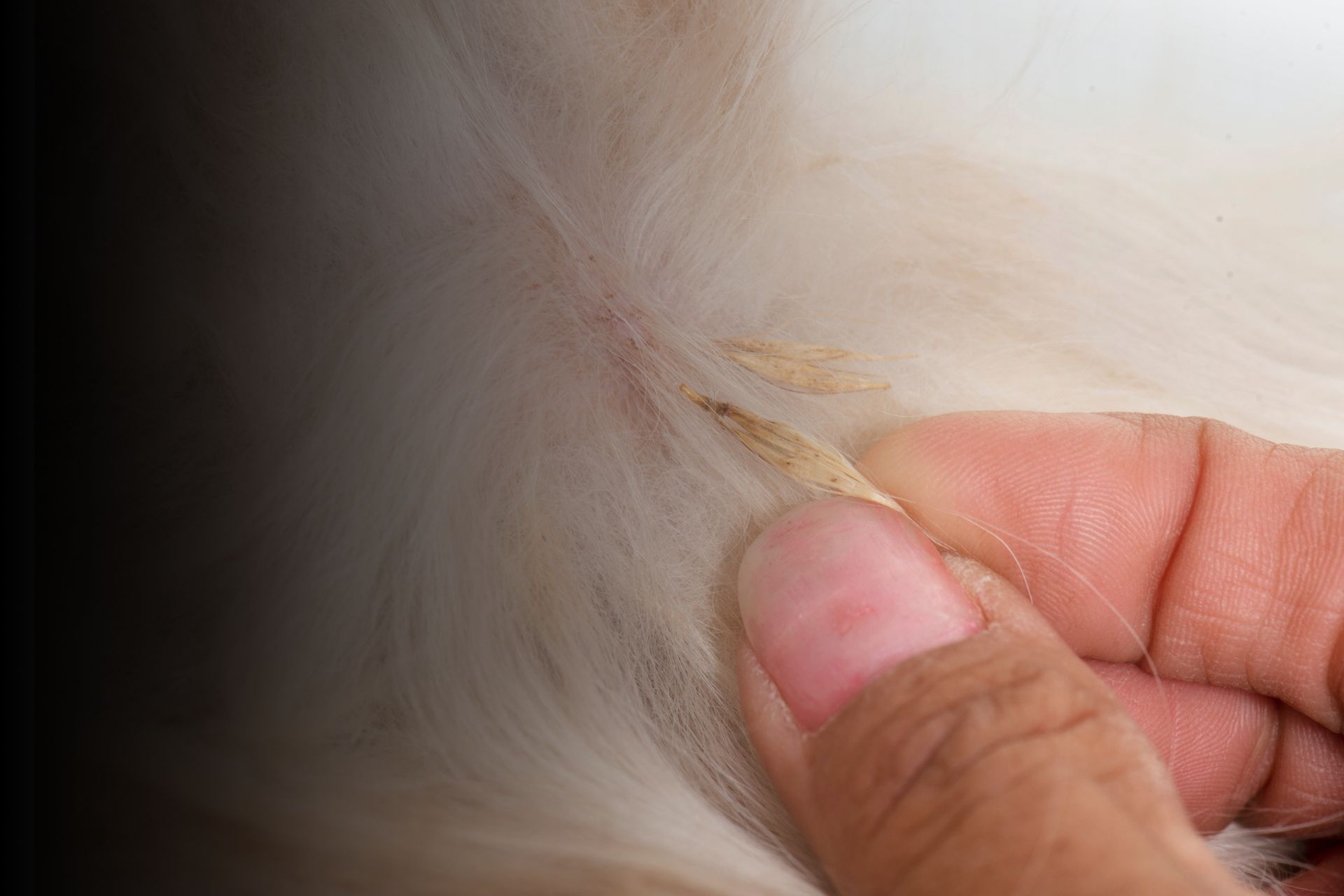 Les épillets : le danger de l'été pour nos boules de poils